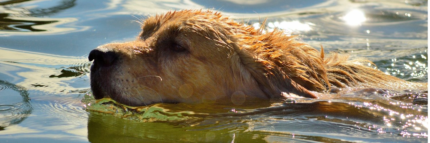 2 How to have a fun and safe day on the Norfolk Broads with your dog