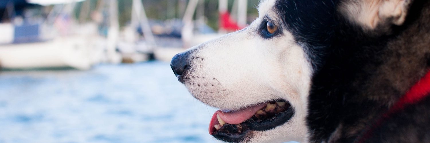 How to have a fun and safe day on the Norfolk Broads with your dog