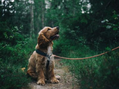 taking your dog on a walking holiday