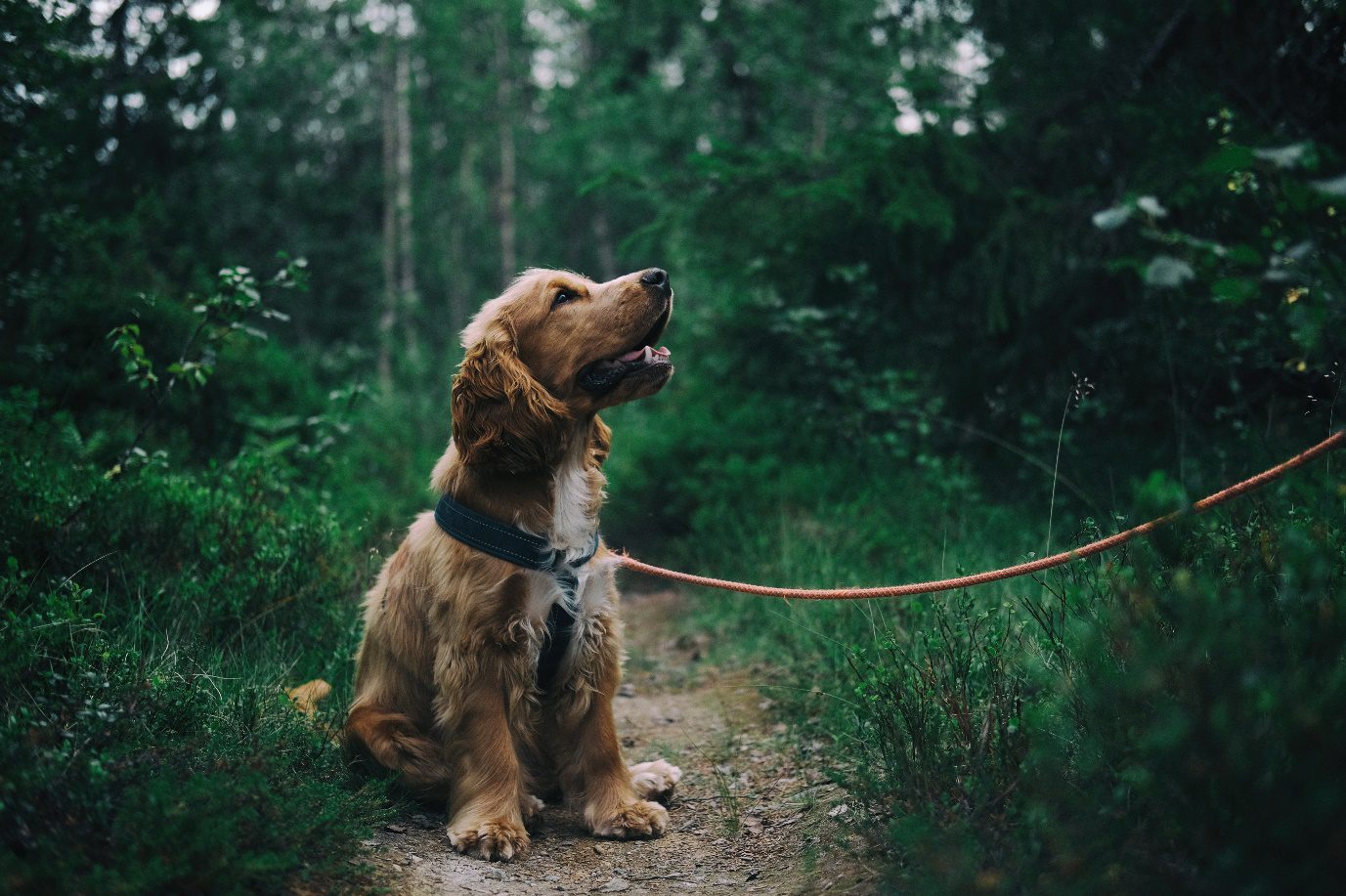 taking your dog on a walking holiday