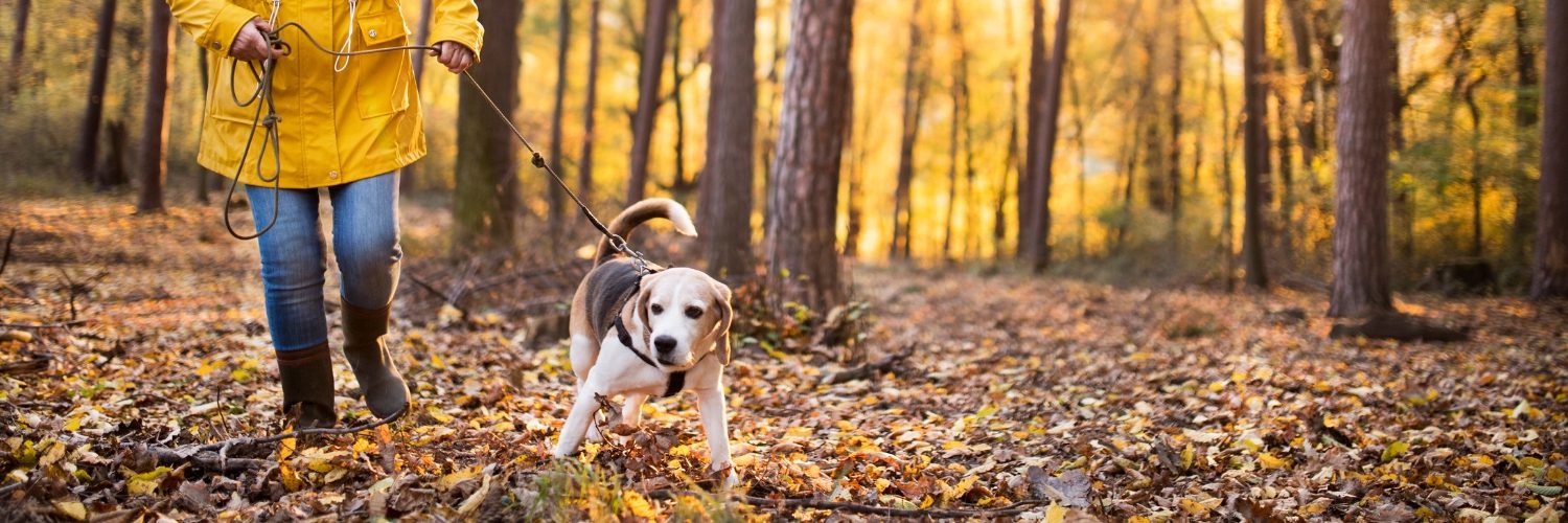 taking your dog on a walking holiday 3