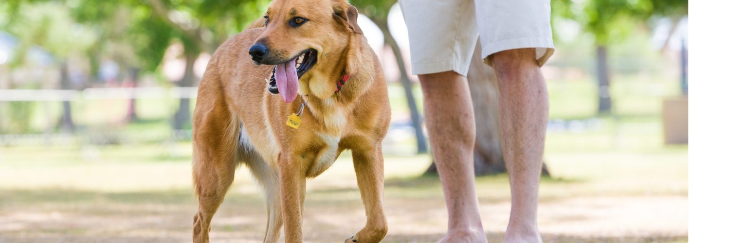 v3How to have a fun and safe day on the Norfolk Broads with your dog