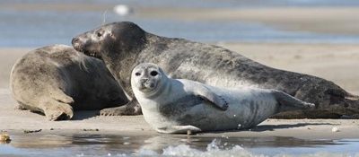 seals-for-blog