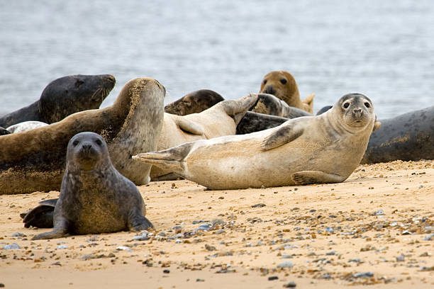 Tis the season to see the seals | East Ruston Cottages