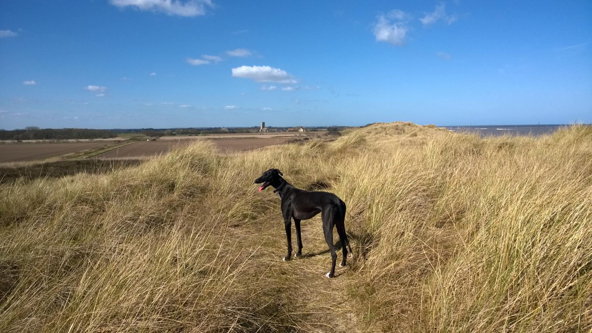 Sighthounds Norfolk beaches holidays
