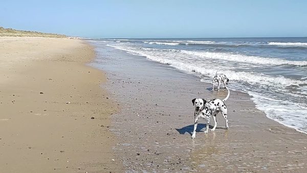 can dogs go on beaches in norfolk