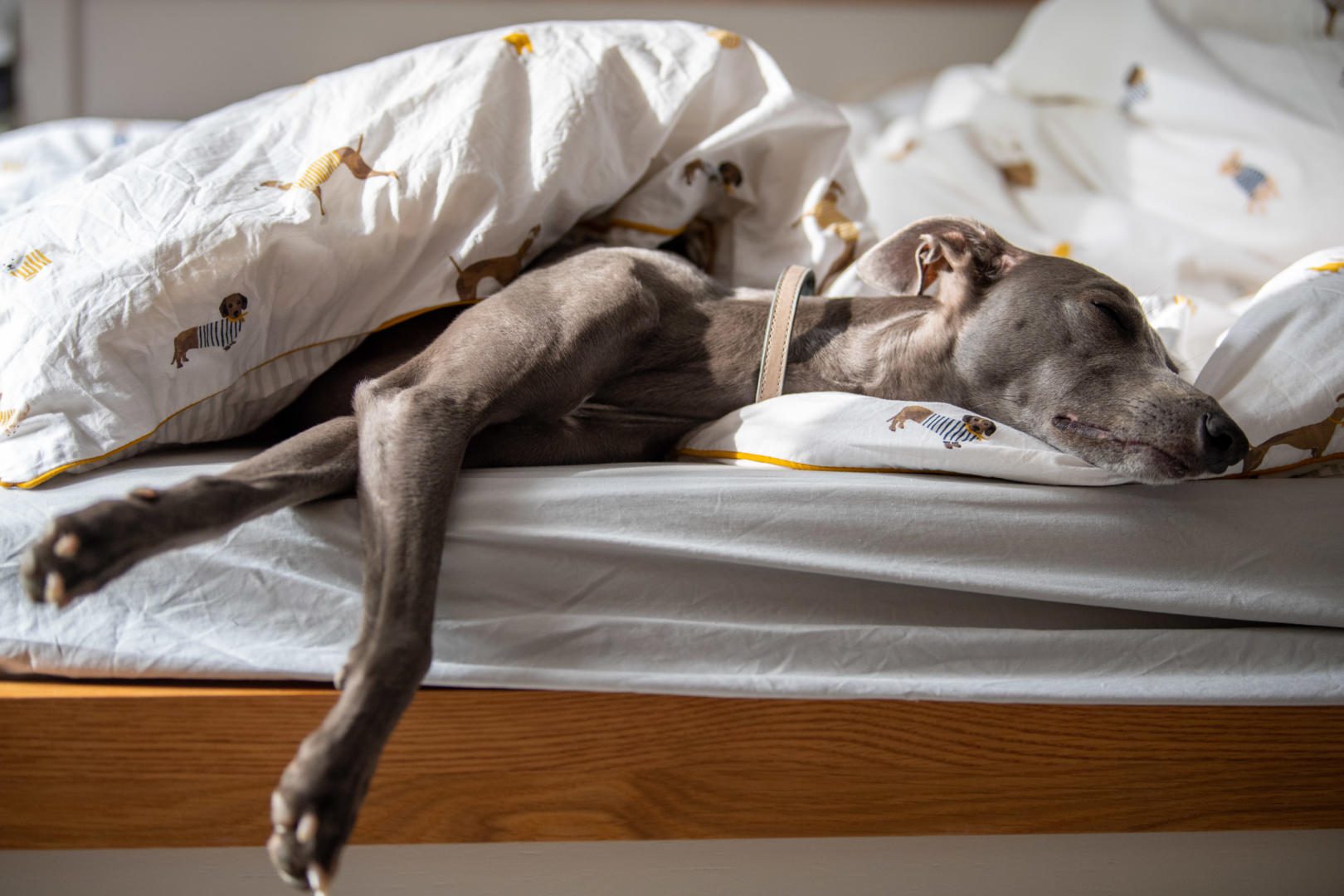 Whippet lying in a human bed