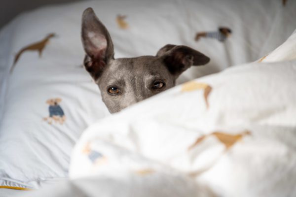 Eyes and ears of a whippet visable above a duvet cover