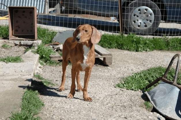 Elipda shelter