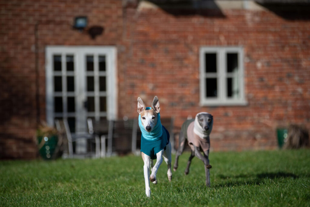 Whippets running in the garden of a dog friendly cottage. 
