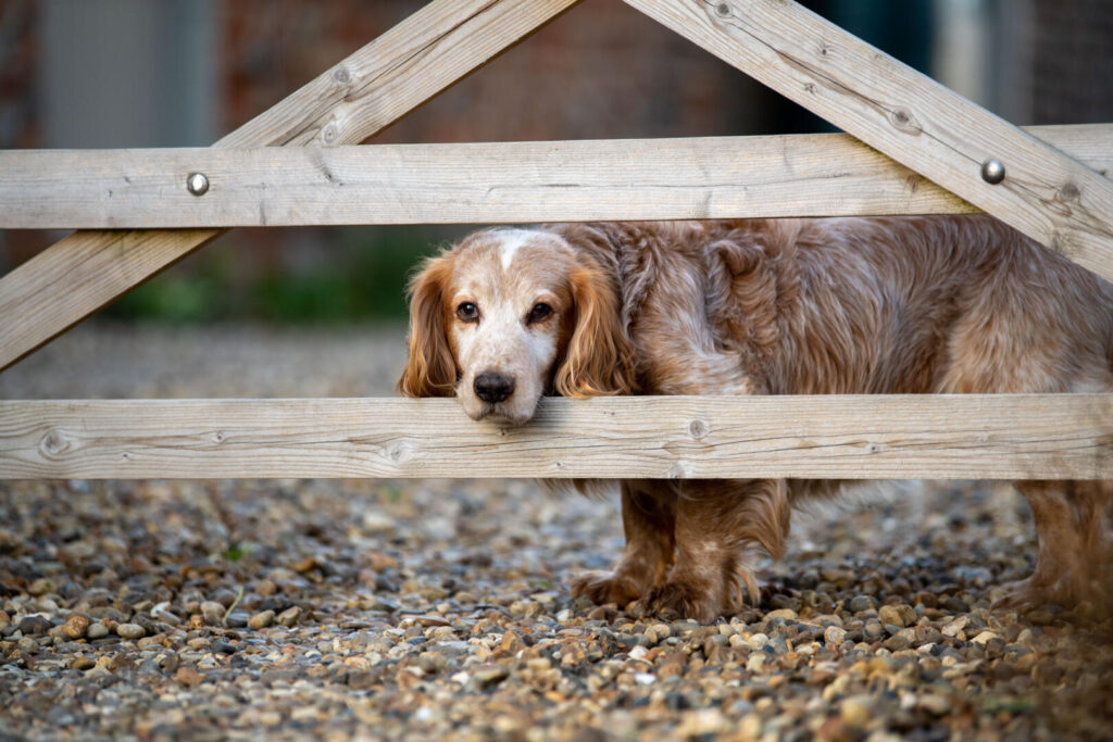 Spaniel looking through a fence at a dog friendly cottage
