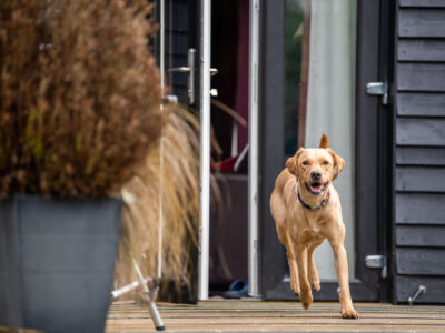Labrador running out of the door of a dog friendly cottage into the secure garden. 