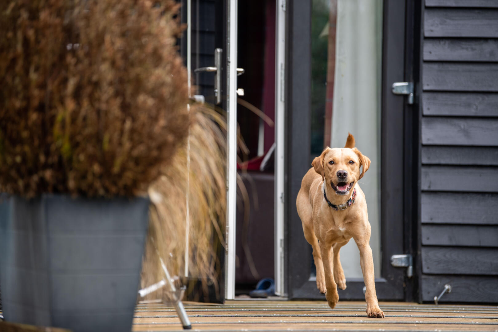 Labrador running out of the door of a dog friendly cottage into the secure garden. 