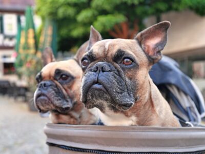 Dog buggies available at dog friendly cottages