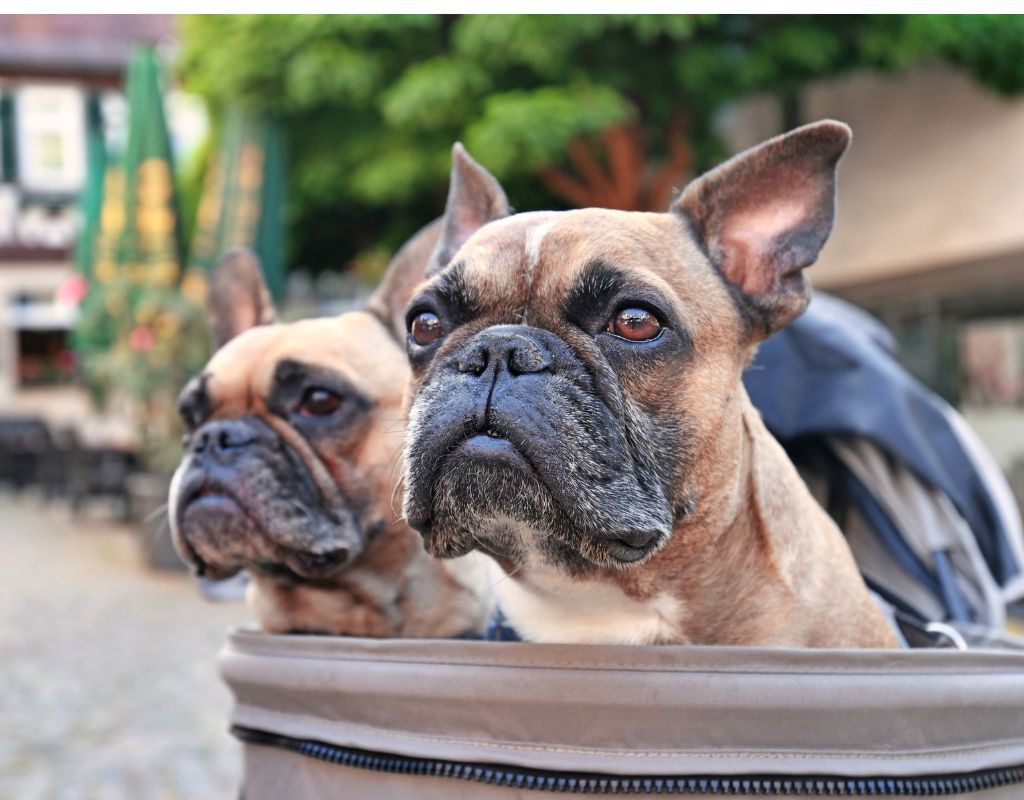 Dog buggies available at dog friendly cottages