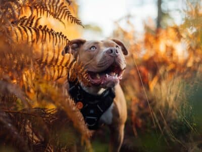 Self catering cottages in Norfolk allowing XL Bullies