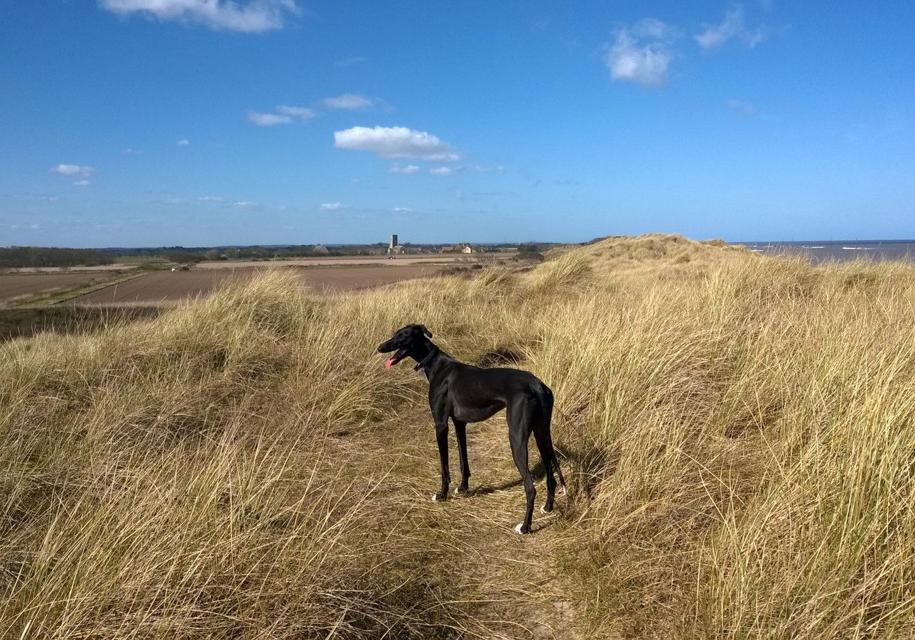 Dog friendly beaches and dunes