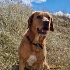 Sonny on Winterton DUnes