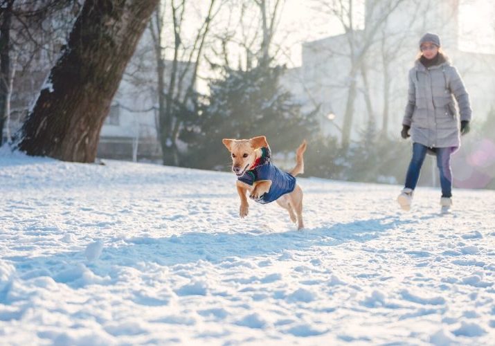 Top Safety Tips for Walking Your Dog in Winter