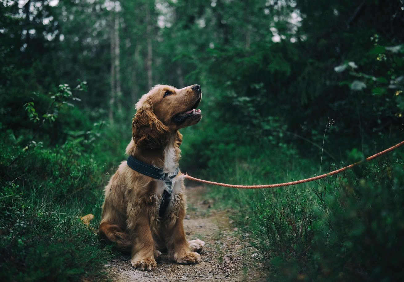 taking your dog on a walking holiday