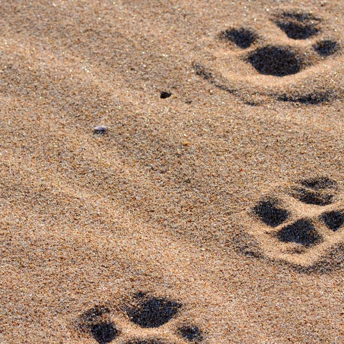 sandy pawprints