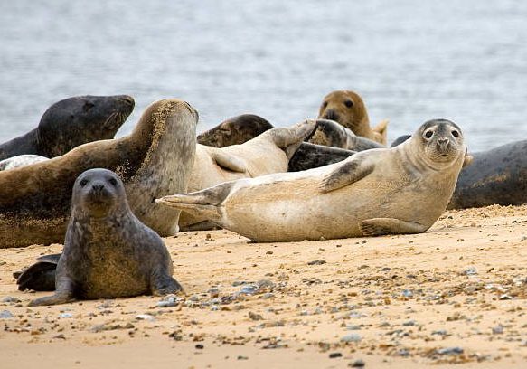 "A juvenile colony of gret and common seal pups on the san bars of Blakeney Point, North NorfolkMore Images from Norfolk:"